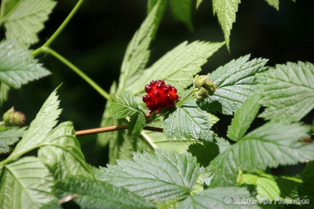 canada.bc.vancouver.2015.23