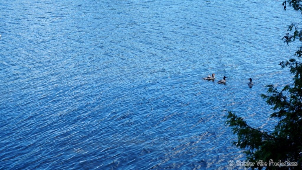 canada.ontario.bala.moon.river.109