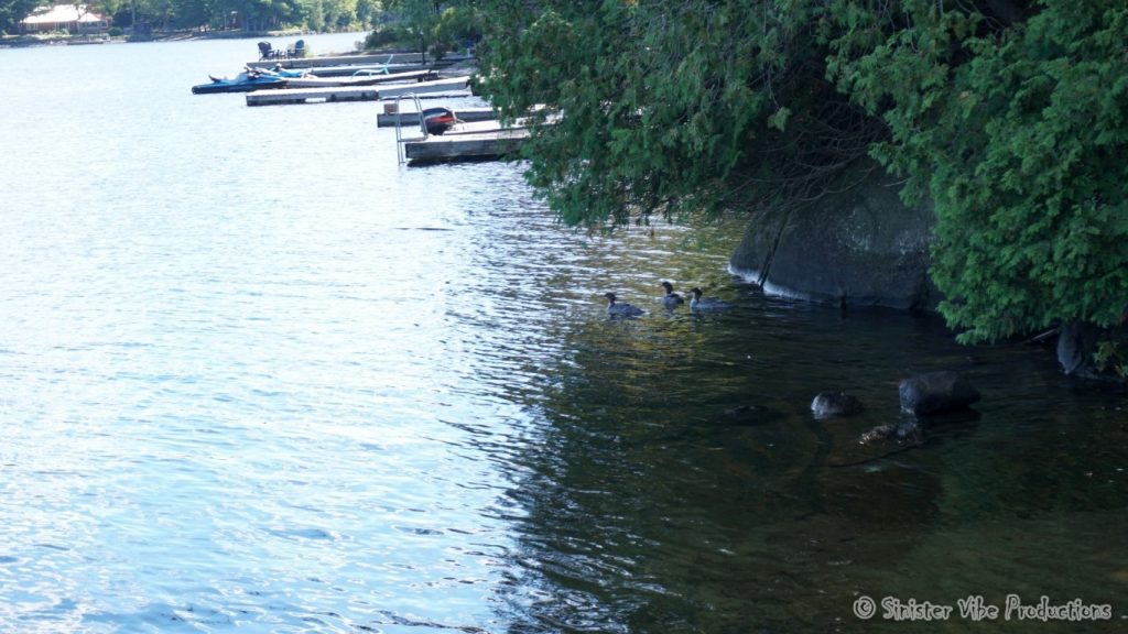 canada.ontario.bala.moon.river.118