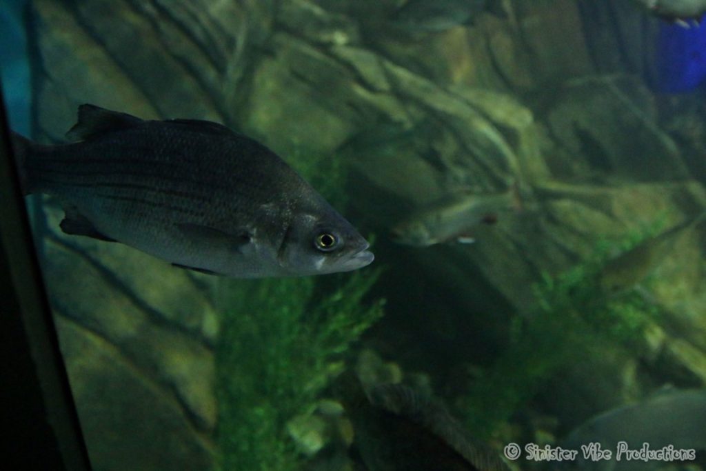 canada.ontario.toronto.aquarium.10
