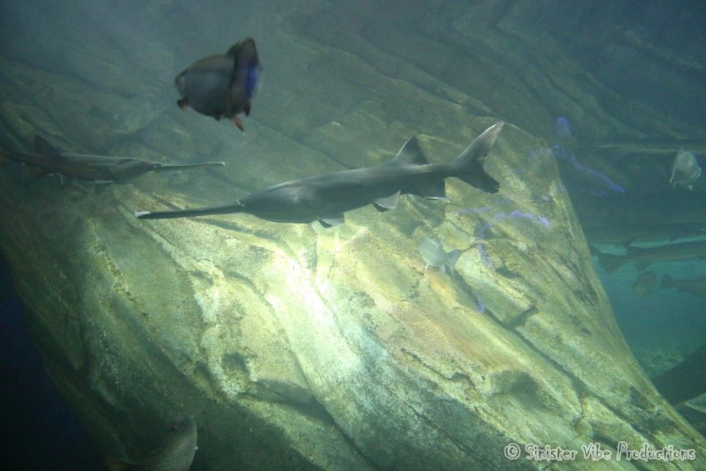 canada.ontario.toronto.aquarium.11