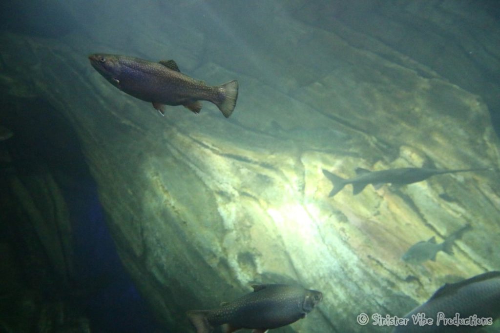 canada.ontario.toronto.aquarium.12