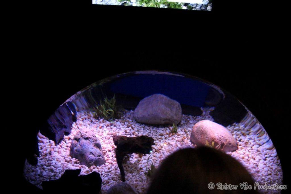 canada.ontario.toronto.aquarium.13