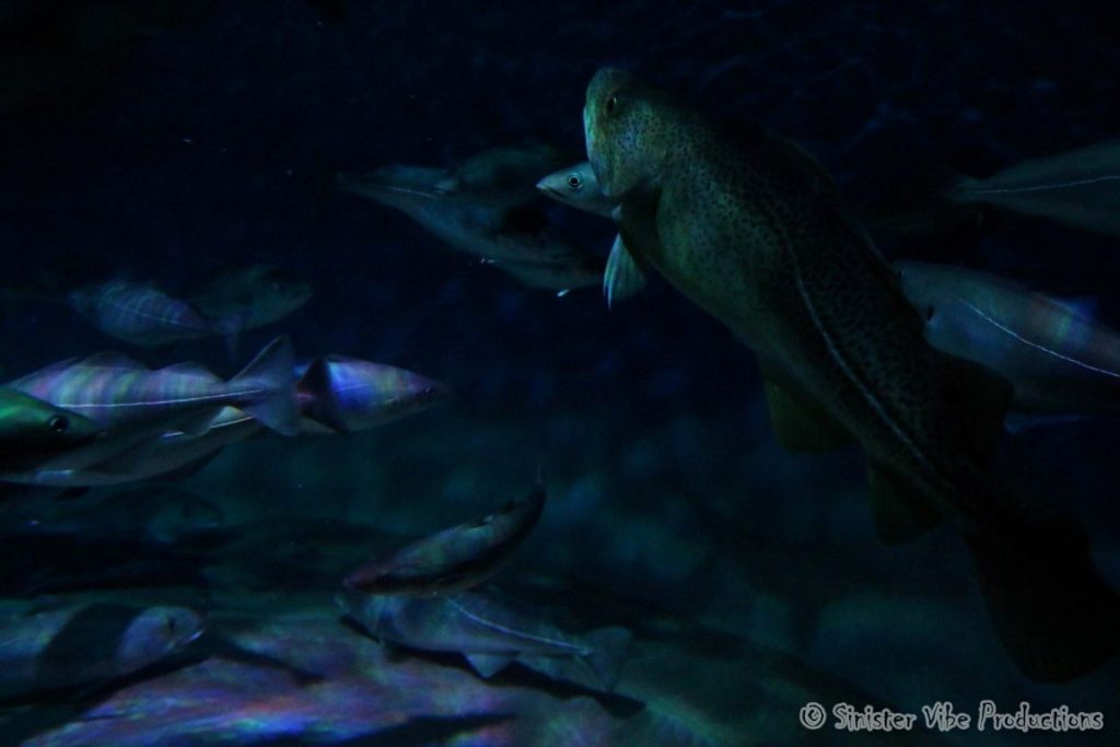 canada.ontario.toronto.aquarium.14