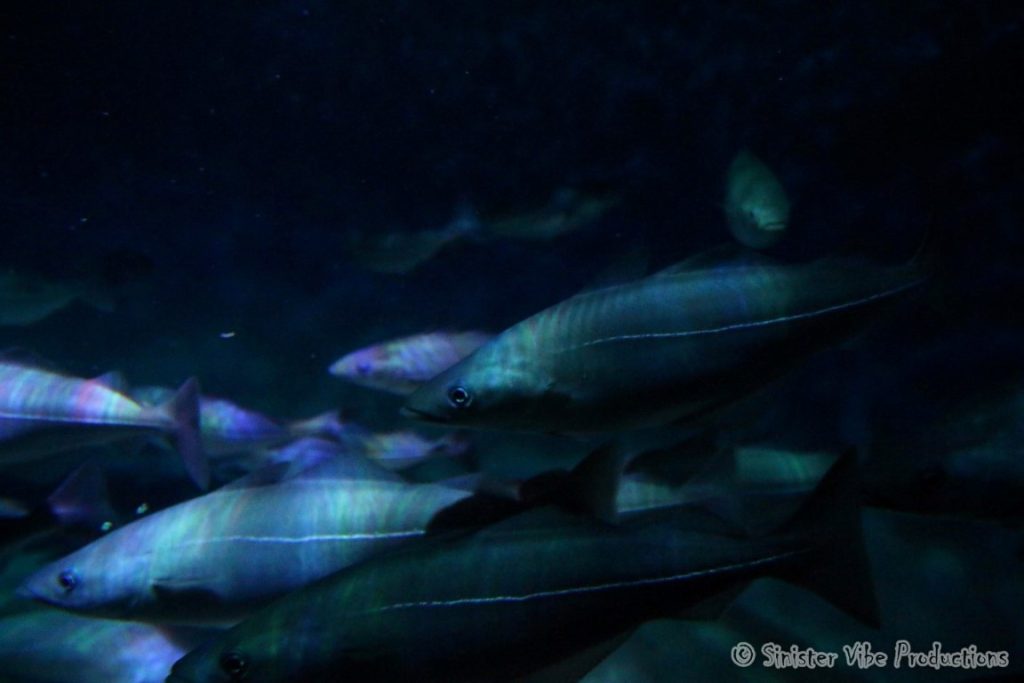 canada.ontario.toronto.aquarium.15