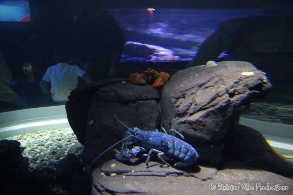 canada.ontario.toronto.aquarium.16
