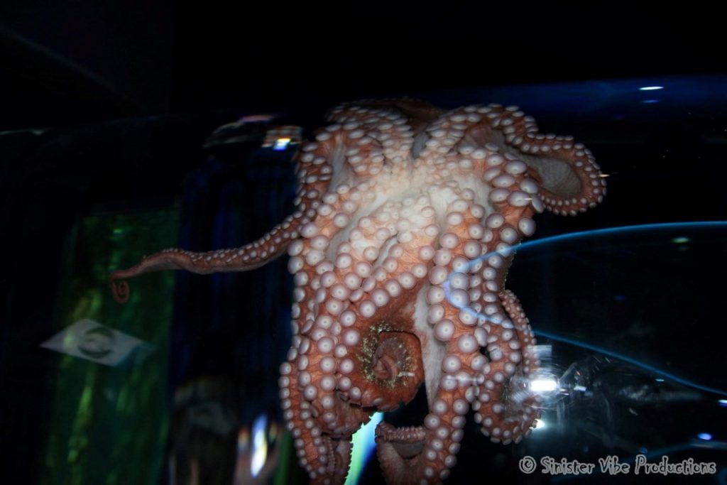 canada.ontario.toronto.aquarium.17