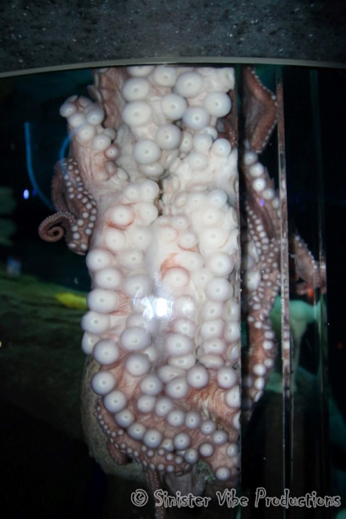 canada.ontario.toronto.aquarium.18