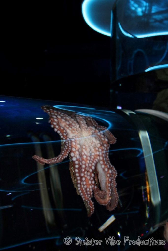 canada.ontario.toronto.aquarium.19