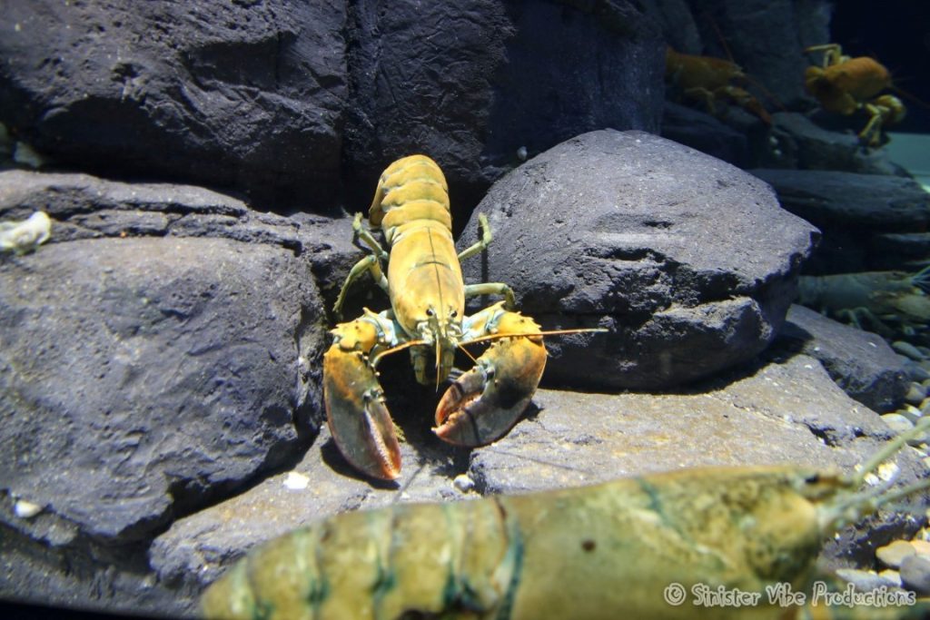 canada.ontario.toronto.aquarium.20