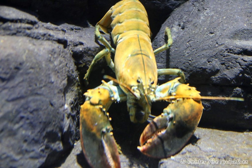 canada.ontario.toronto.aquarium.21