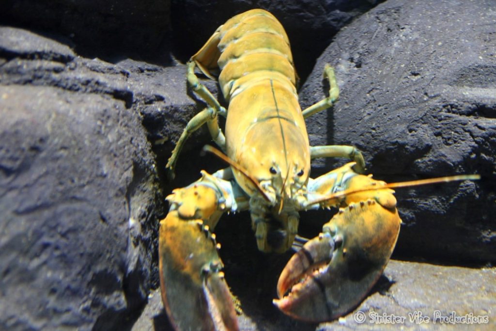 canada.ontario.toronto.aquarium.22