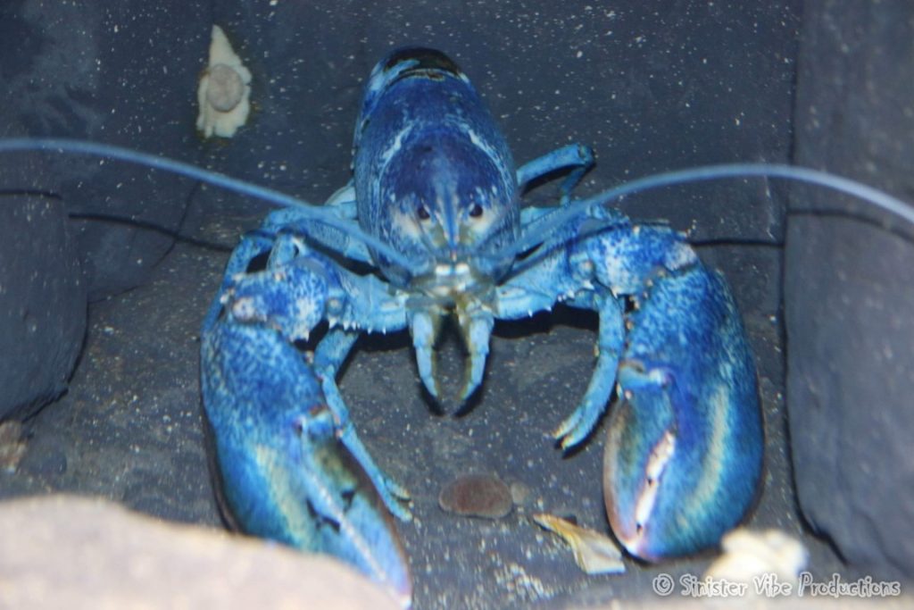 canada.ontario.toronto.aquarium.23