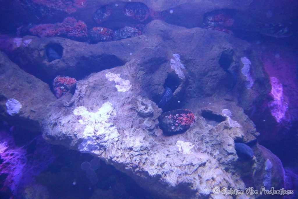 canada.ontario.toronto.aquarium.24