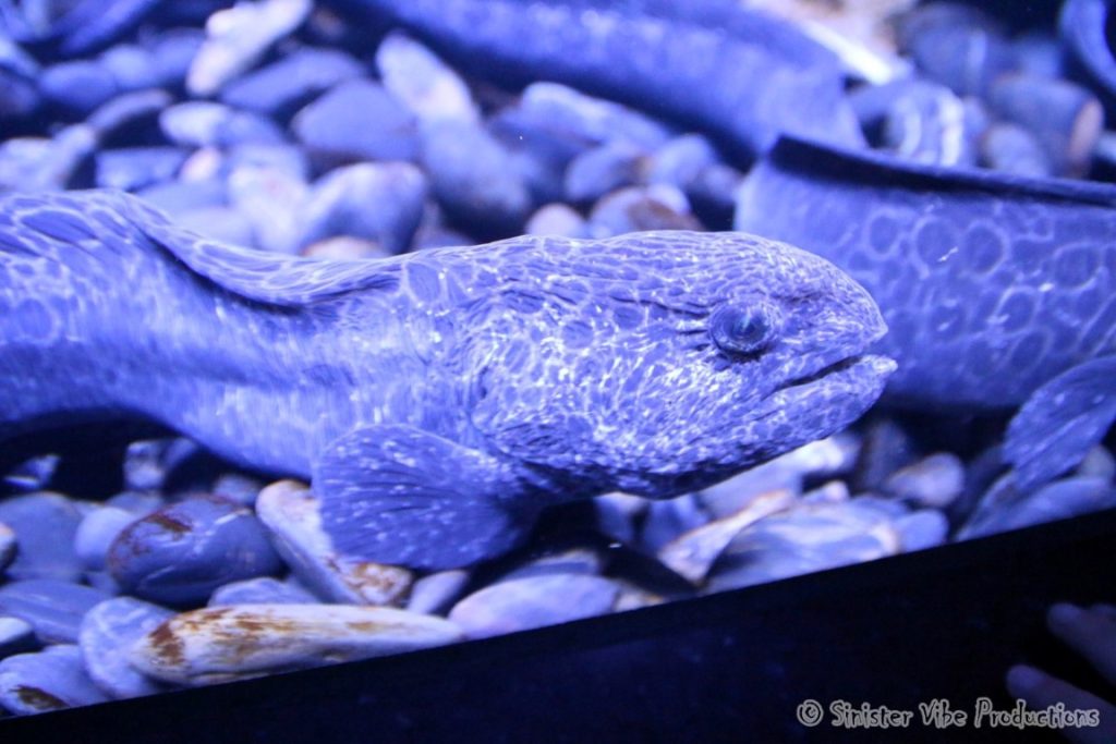canada.ontario.toronto.aquarium.25