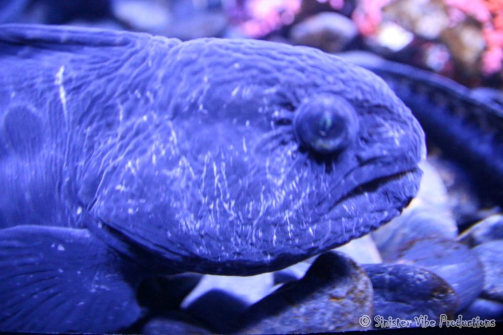 canada.ontario.toronto.aquarium.26