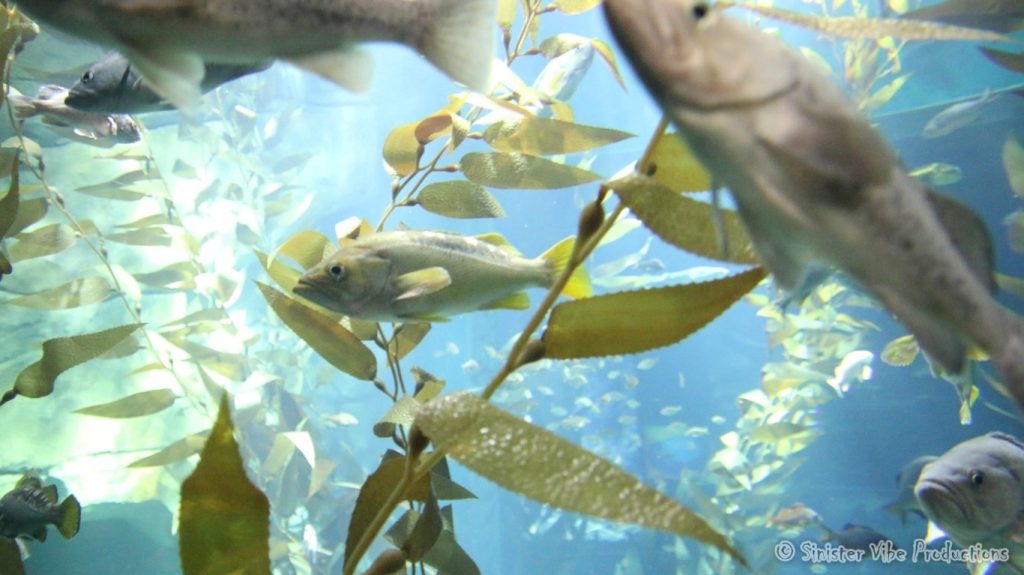canada.ontario.toronto.aquarium.27