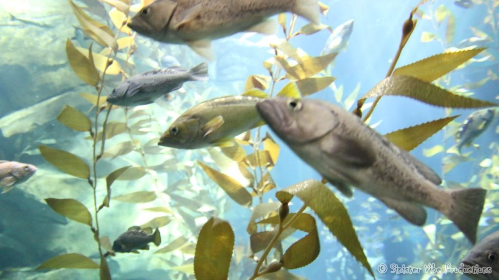 canada.ontario.toronto.aquarium.28