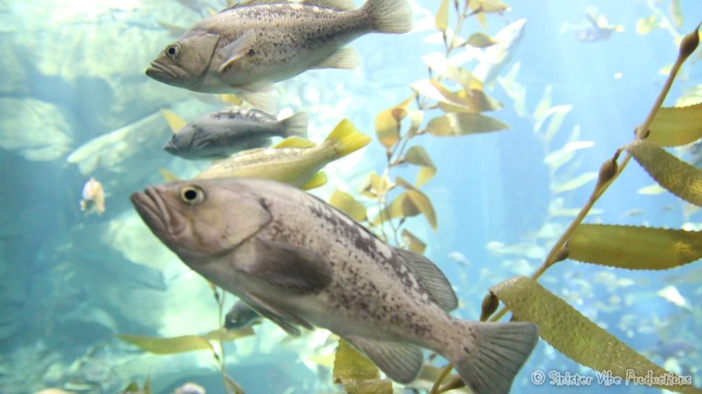 canada.ontario.toronto.aquarium.29