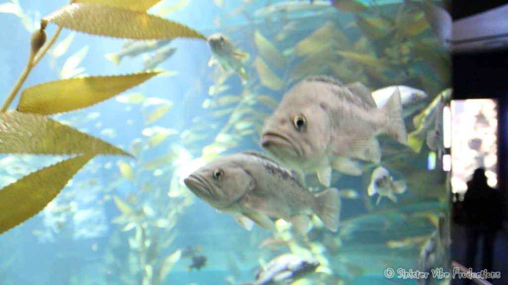 canada.ontario.toronto.aquarium.30