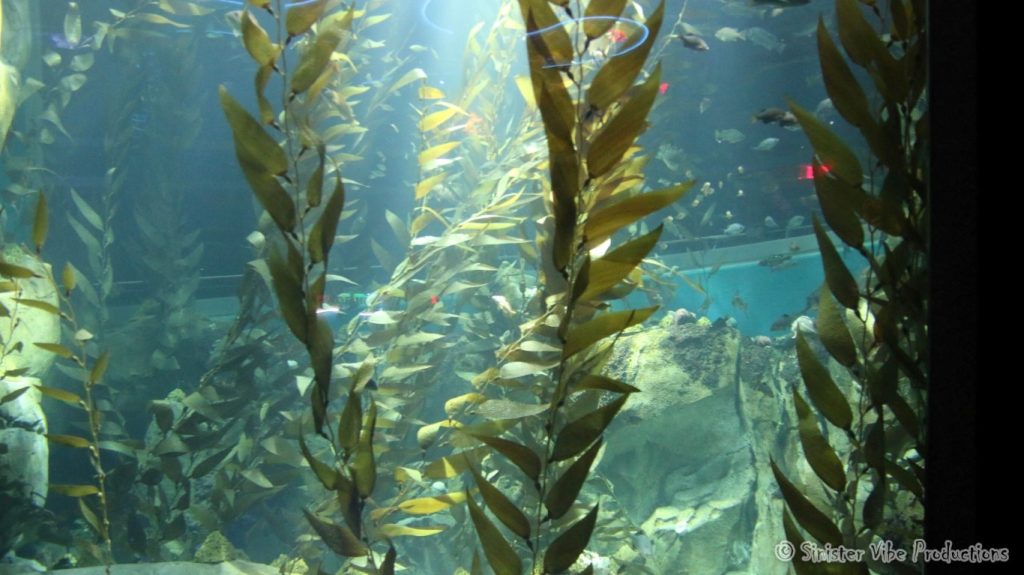 canada.ontario.toronto.aquarium.33