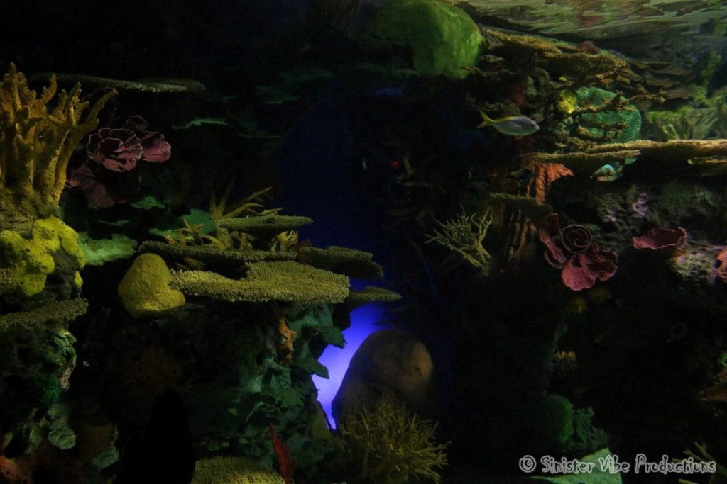 canada.ontario.toronto.aquarium.34