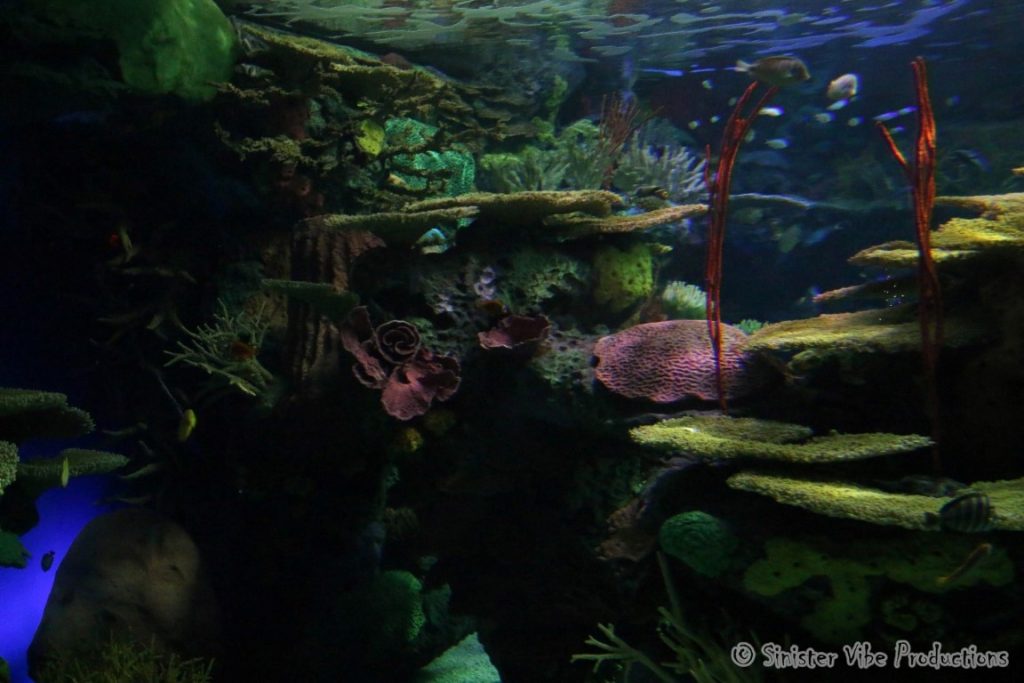 canada.ontario.toronto.aquarium.35