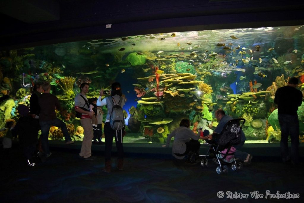 canada.ontario.toronto.aquarium.37