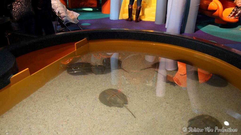 canada.ontario.toronto.aquarium.38