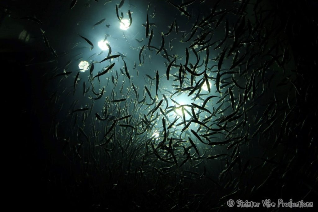 canada.ontario.toronto.aquarium.42