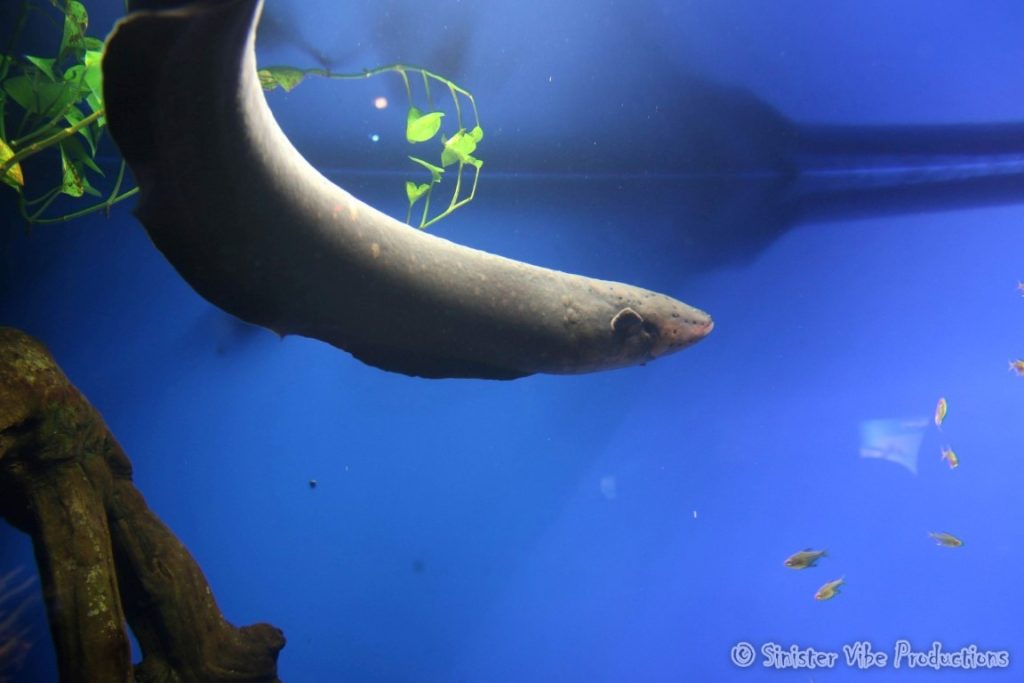 canada.ontario.toronto.aquarium.45