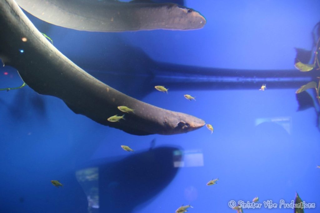 canada.ontario.toronto.aquarium.46