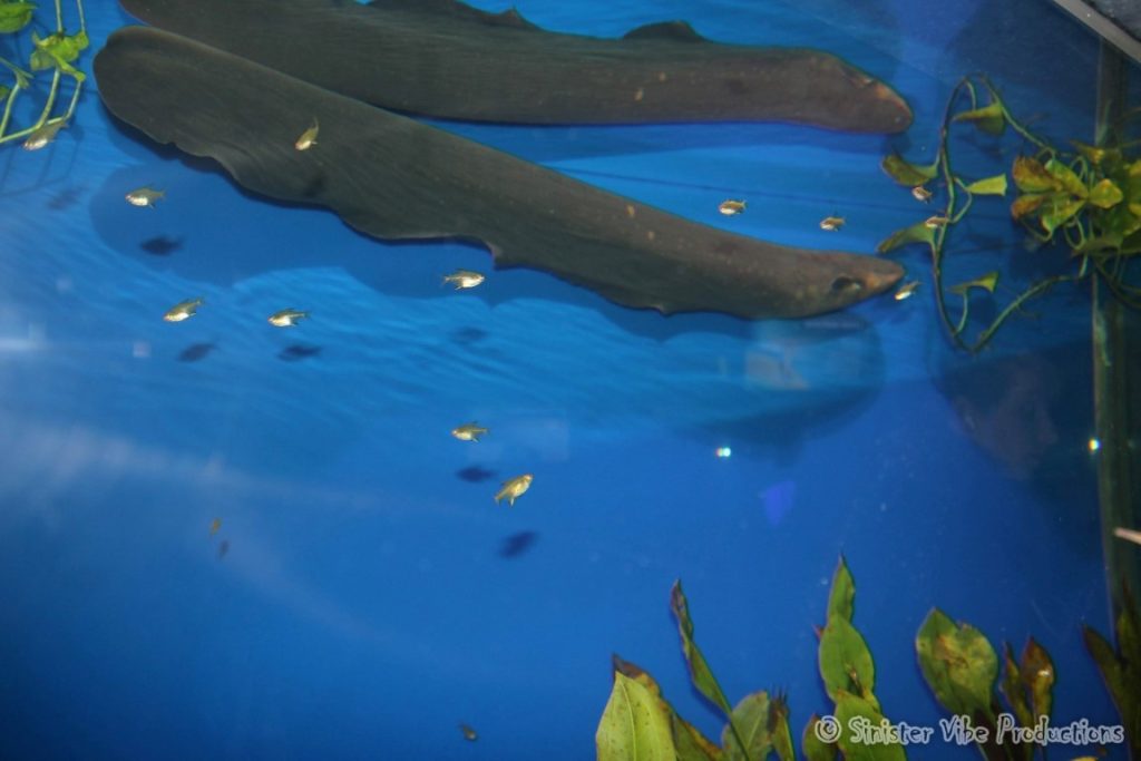 canada.ontario.toronto.aquarium.47
