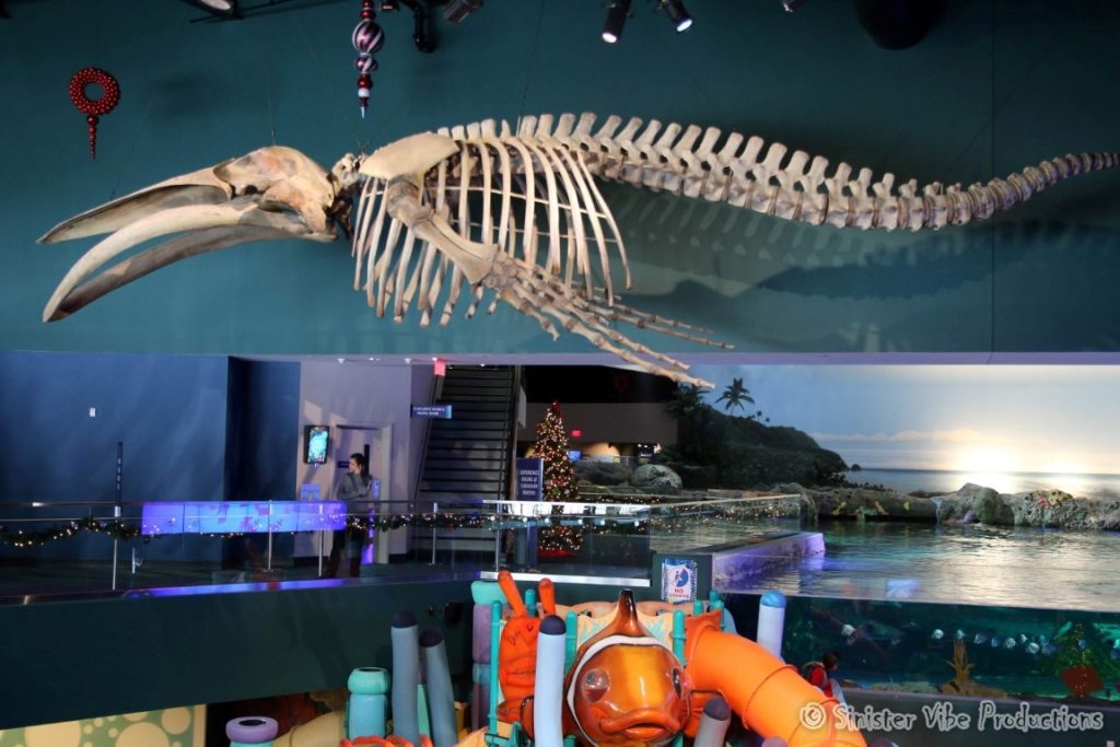 canada.ontario.toronto.aquarium.5