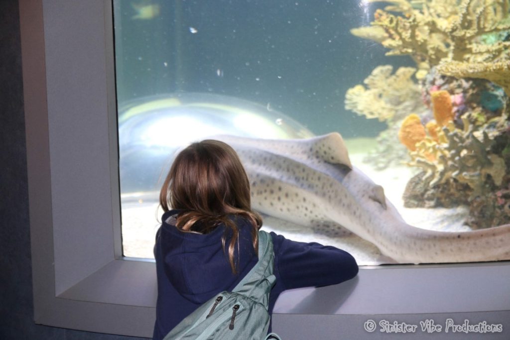 canada.ontario.toronto.aquarium.50