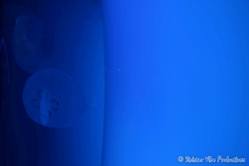 canada.ontario.toronto.aquarium.52