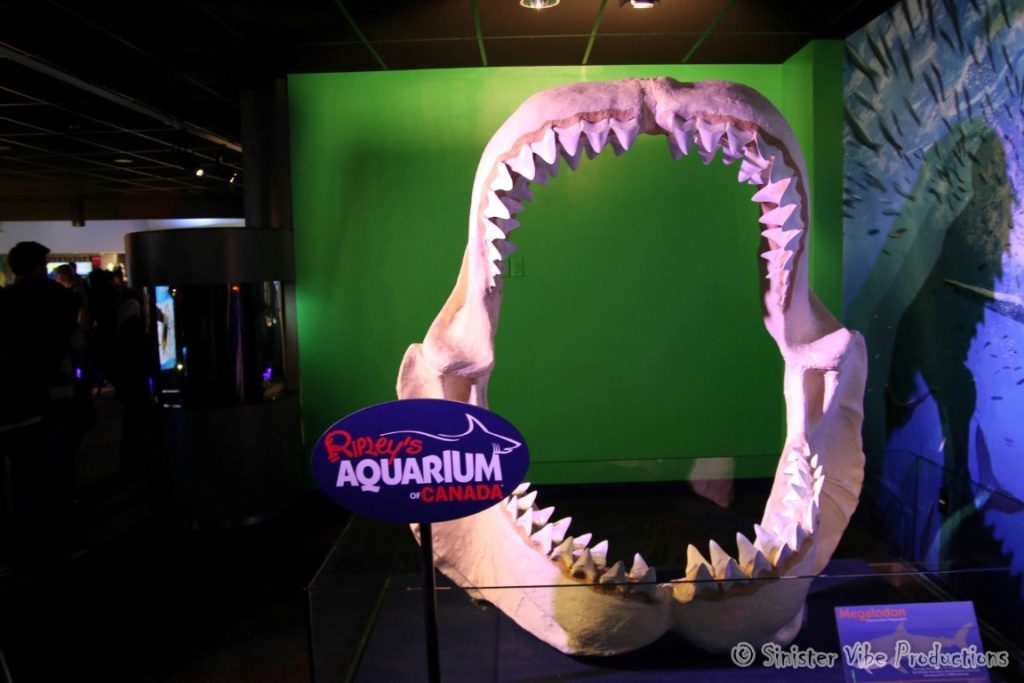 canada.ontario.toronto.aquarium.66
