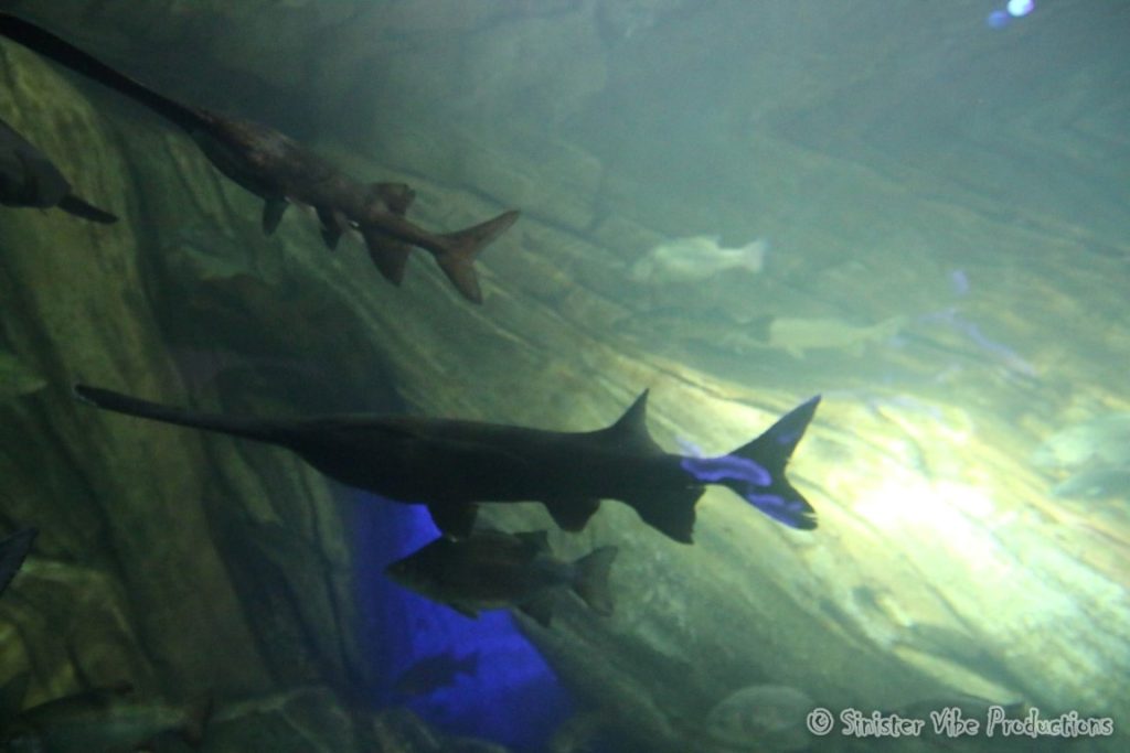 canada.ontario.toronto.aquarium.8