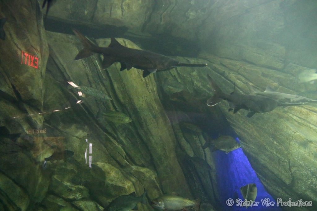 canada.ontario.toronto.aquarium.9