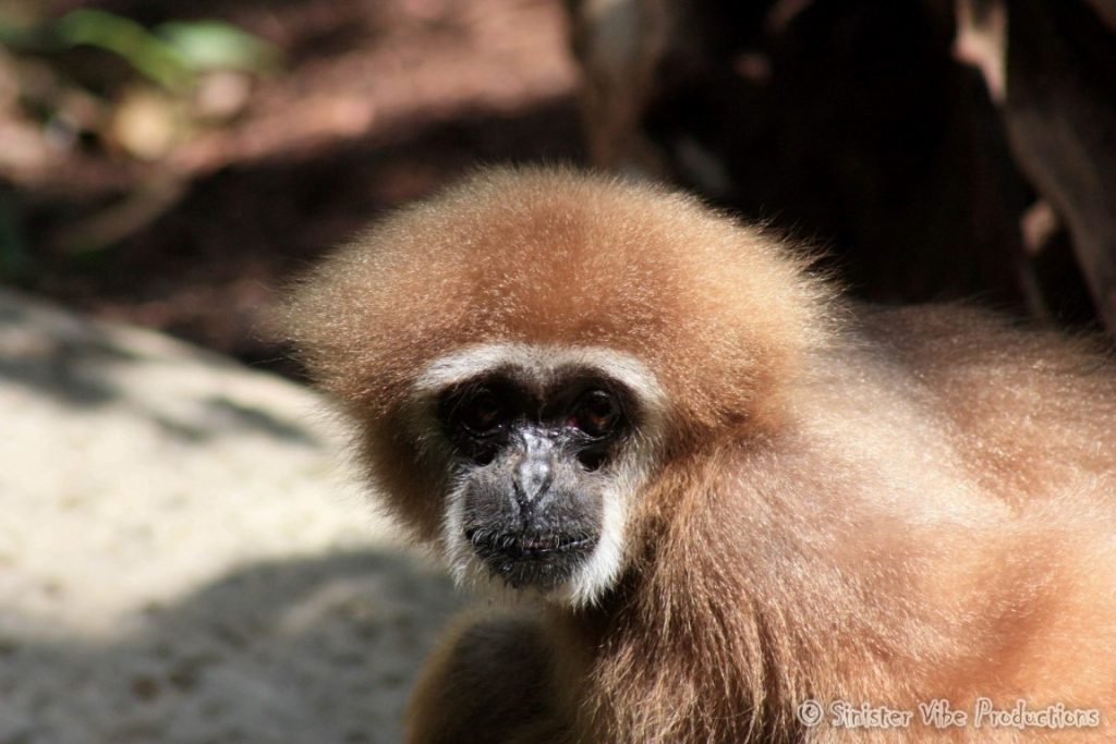 canada.ontario.toronto.metro zoo.10