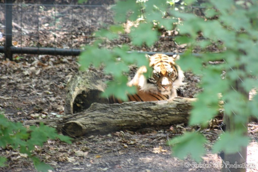 canada.ontario.toronto.metro zoo.11