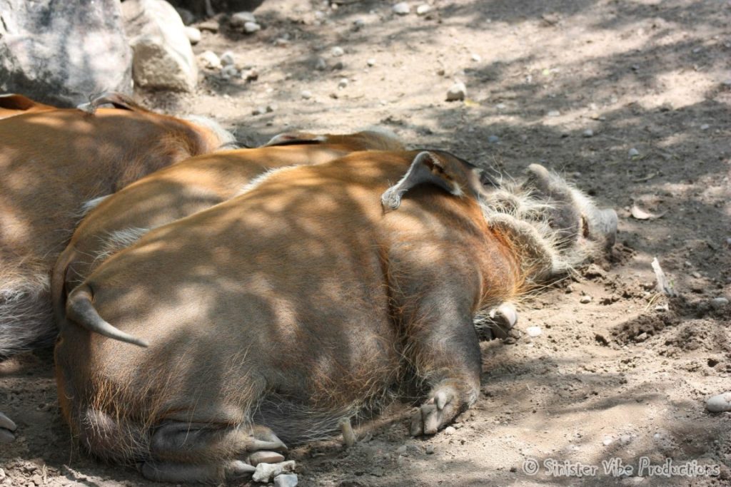 canada.ontario.toronto.metro zoo.12