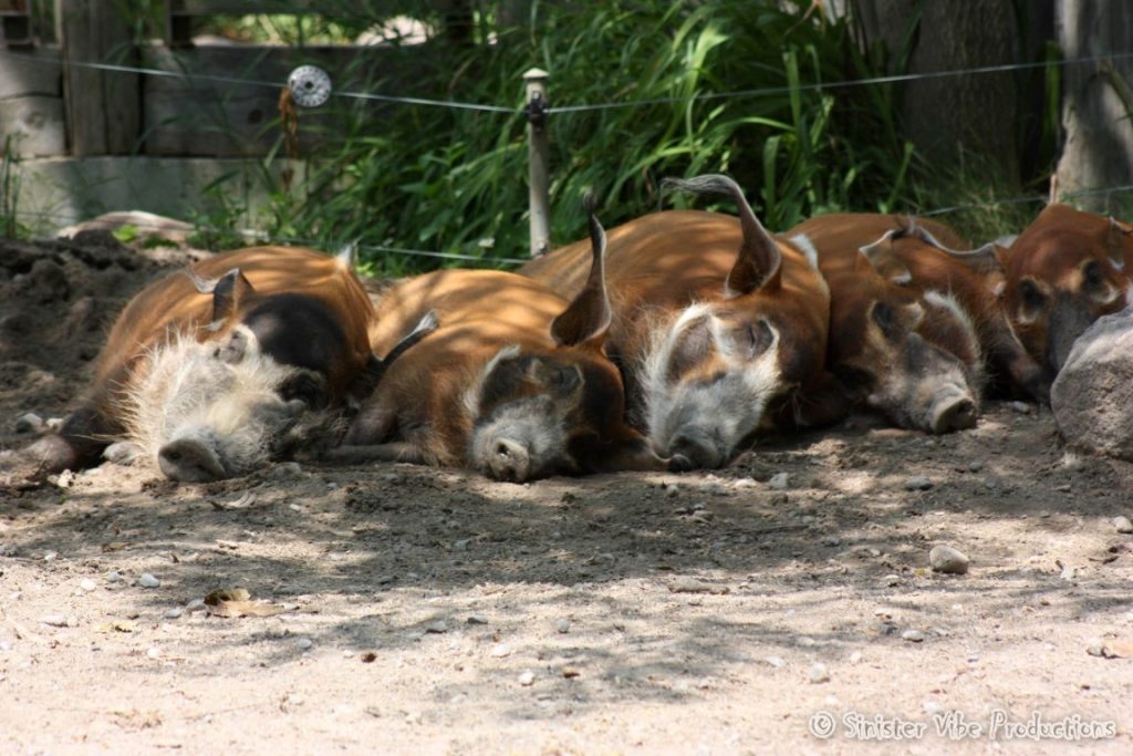 canada.ontario.toronto.metro zoo.14