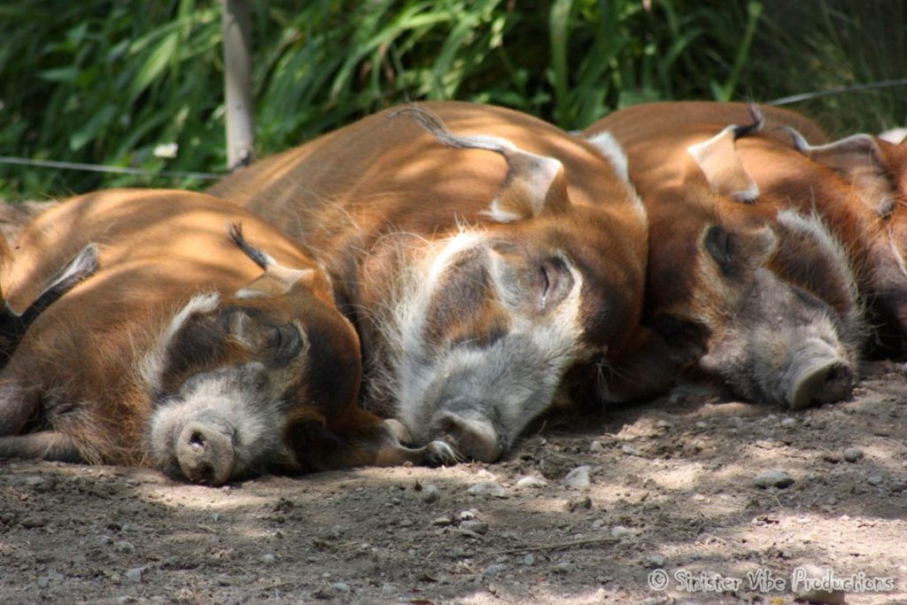 canada.ontario.toronto.metro zoo.15