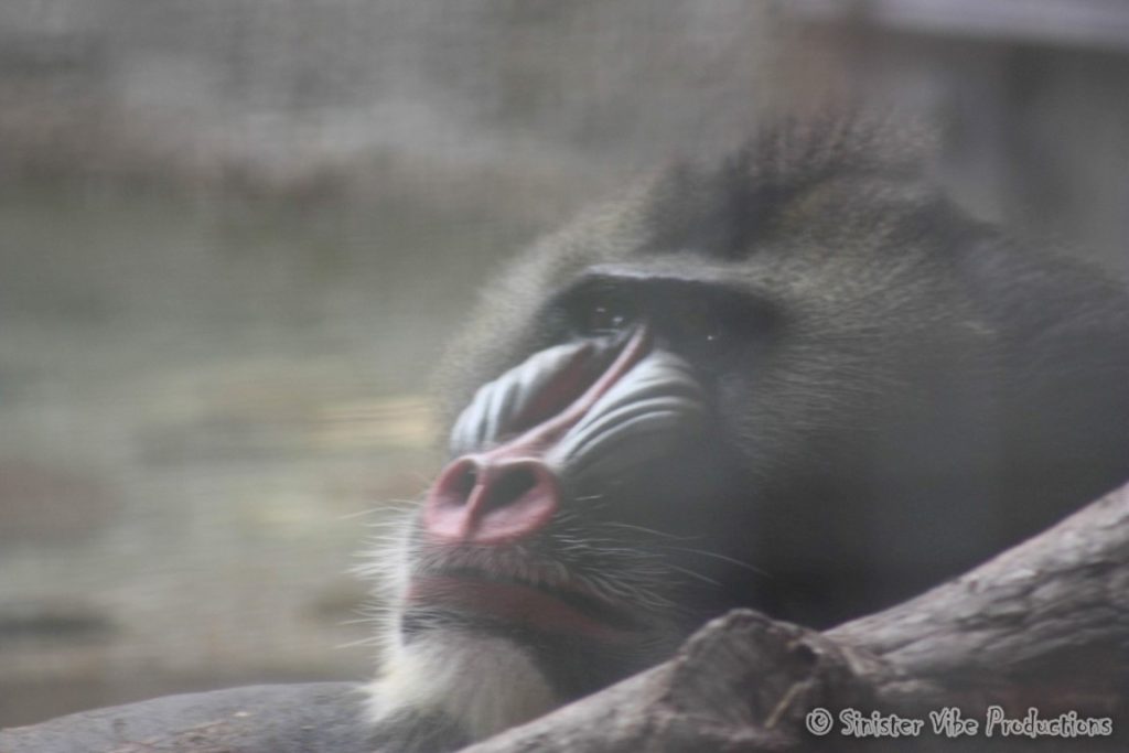 canada.ontario.toronto.metro zoo.17