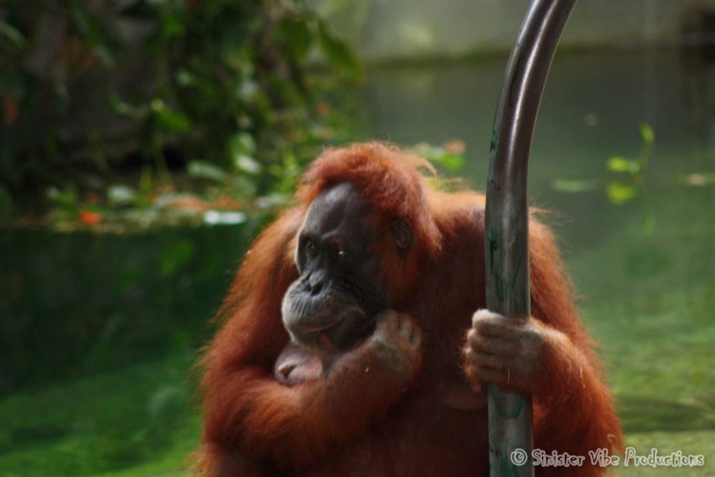 canada.ontario.toronto.metro zoo.2