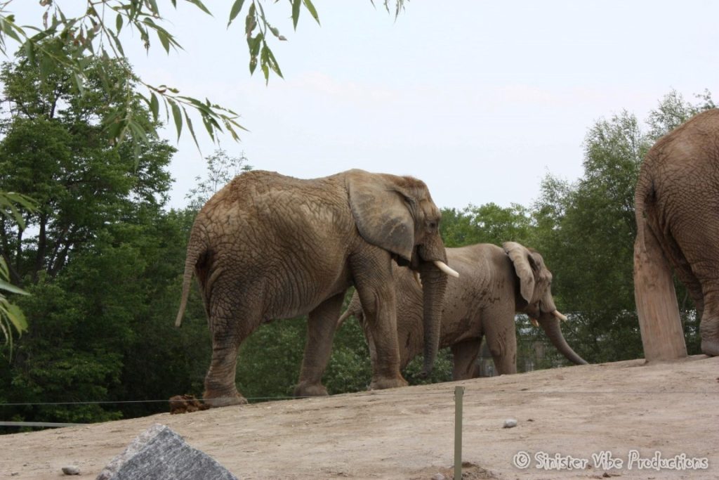 canada.ontario.toronto.metro zoo.23