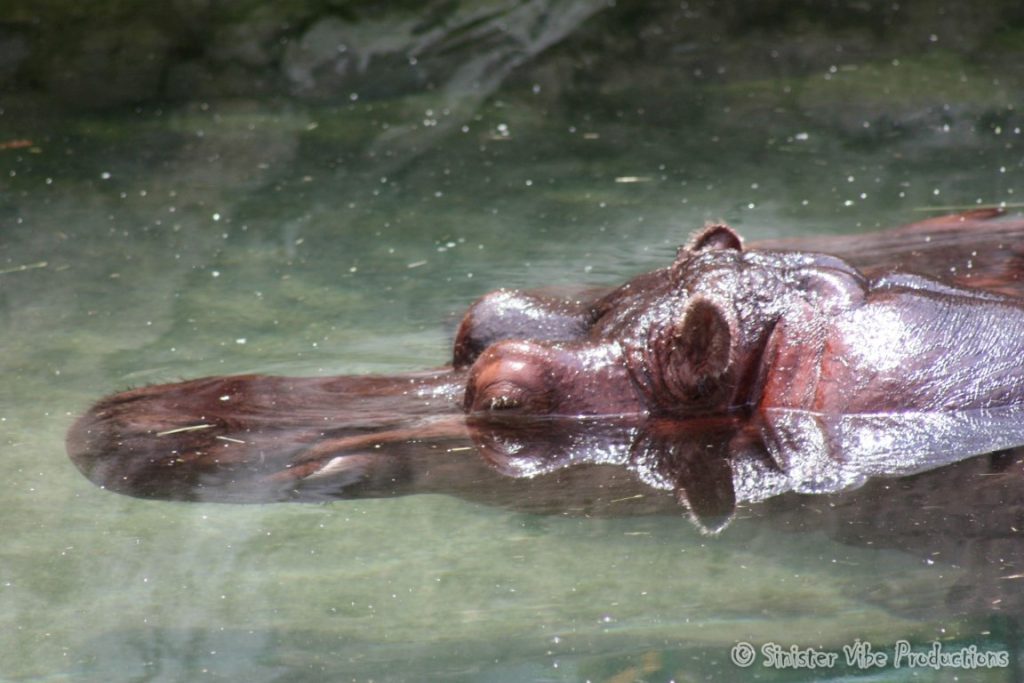 canada.ontario.toronto.metro zoo.24