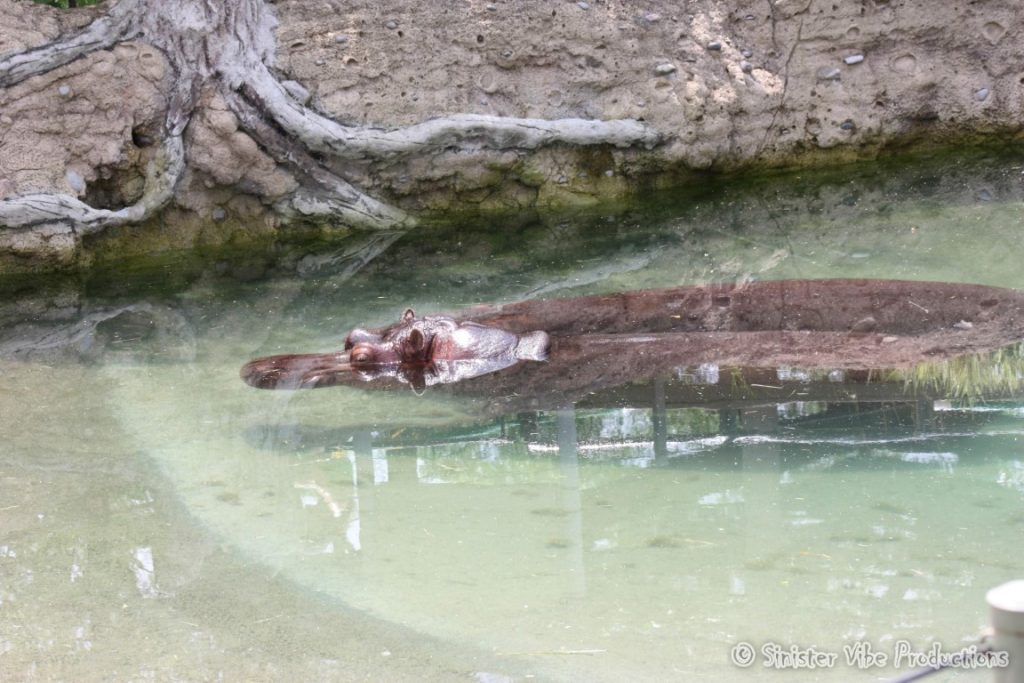 canada.ontario.toronto.metro zoo.25