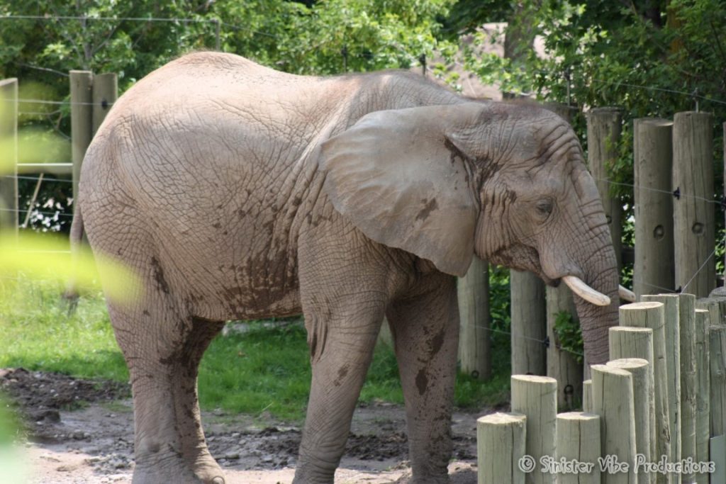canada.ontario.toronto.metro zoo.26